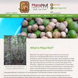 What is it? - Maya Nut Institute
