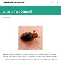 Professionals Can Take Care of Your Bed Bug Problem Quickly