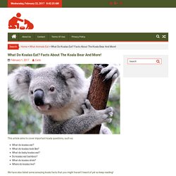What Do Koalas Eat? Facts About The Koala Bear And More!