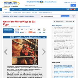 What Makes a Chicken Free-Range? Caged vs. Free-Range Eggs