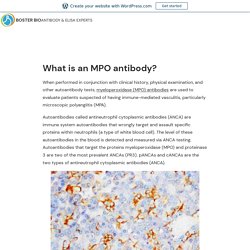 What is an MPO antibody? – Boster Bio