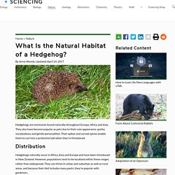 What Is the Natural Habitat of a Hedgehog?