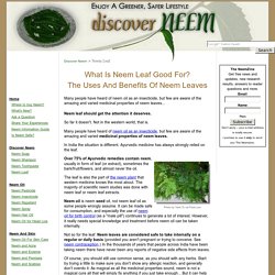 What Is Neem Leaf Good For? The Uses And Benefits Of Neem Leaves