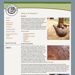 What Is A Pangolin?