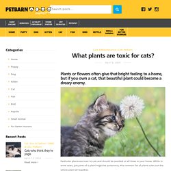 What plants are toxic for cats? - PetSpot