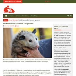 What Do Possums Eat? Foods For Opossums