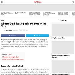 What to Do if the Dog Rolls the Buns on the Floor - PetTime
