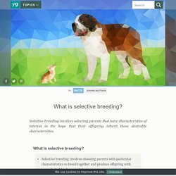 What is selective breeding?