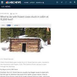 What to do with frozen cows stuck in cabin at 11,200 feet?