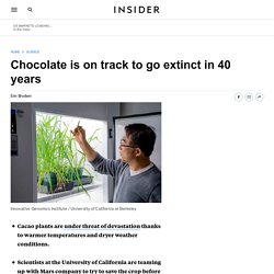 Chocolate Disappears with Cacao Extinction