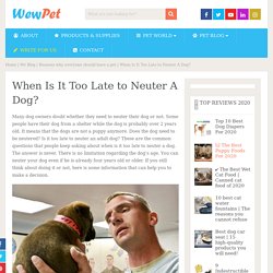 When Is It Too Late to Neuter A Dog? - WewPet
