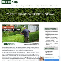 When to Trim Cedar Hedge in Ottawa - Hedge King