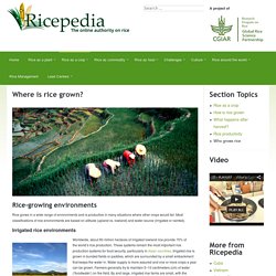 Where is rice grown? - Ricepedia