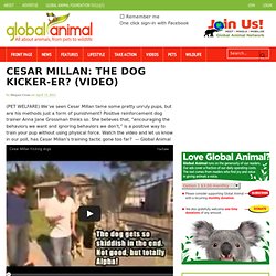 cesar millan dog whisperer kicking dogs training video