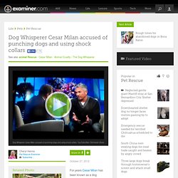 Dog Whisperer Cesar Milan accused of punching dogs and using shock collars - National Pet Rescue