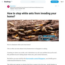How to stop white ants from invading your home?