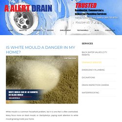 Is White Mould A Danger In My Home?