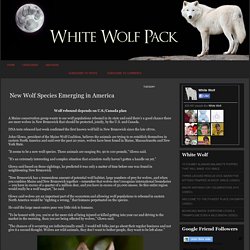 White Wolf : New Wolf Species Emerging in America