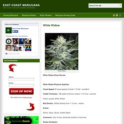 Marijuana Strain Review