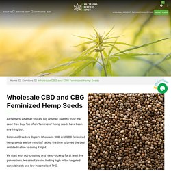 Wholesale CBD & CBG Feminized Hemp Seeds