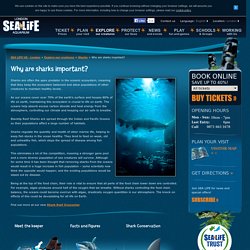 Why are sharks important?