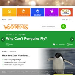 Why Can’t Penguins Fly?