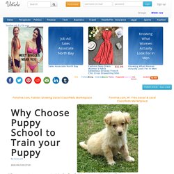 Why Choose Puppy School to Train your Puppy