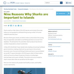 Why Sharks Are Important to Islands