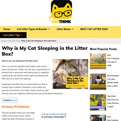 Why is My Cat Sleeping in The Litter Box? - Catthink