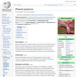 Phanera purpurea