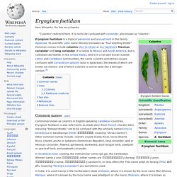 Eryngium foetidum