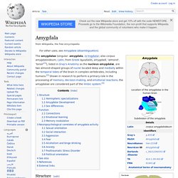 Amygdala