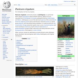 Panicum virgatum - Wikipedia, the free encyclopedia - (Build 201