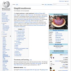 Lingzhi mushroom