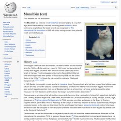 Munchkin (cat)