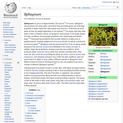 Sphagnum