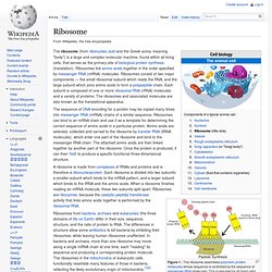 Ribosome