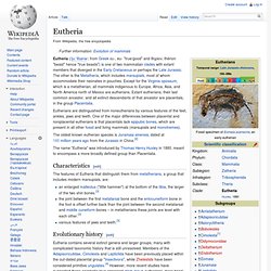 Eutheria