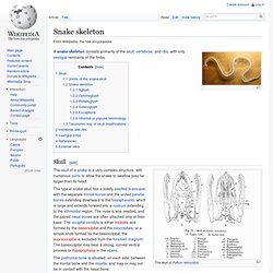 Snake skeleton [more bones than any other animal!]