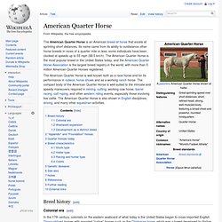 American Quarter Horse