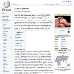 Etruscan shrew
