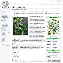 Water dropwort