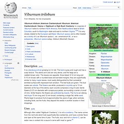 Highbush Cranberry - Viburnum trilobum