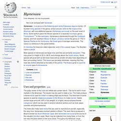 Hymenaea
