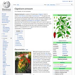 Capsicum annuum