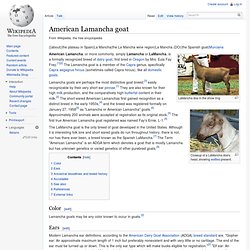 American Lamancha goat