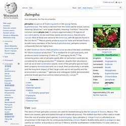 Jatropha