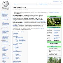 Moringa oleifera