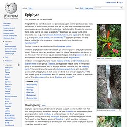 Epiphyte
