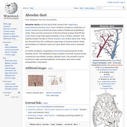 Alveolar duct